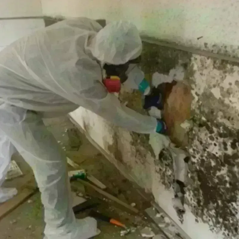 Mold Remediation and Removal in Big Rock, IL